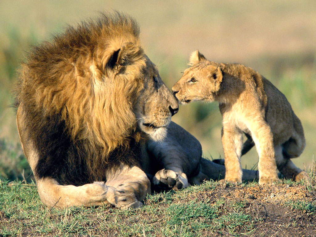 lion-cub-picture